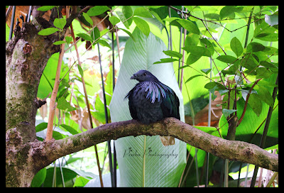 சிங்கப்பூர் பறவைகள் பூங்கா புகைப்படங்கள் -(BIRD PARK SINGAPORE) -Part-1 Birds park post-1 (7)